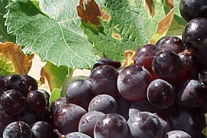 Languedoc wine